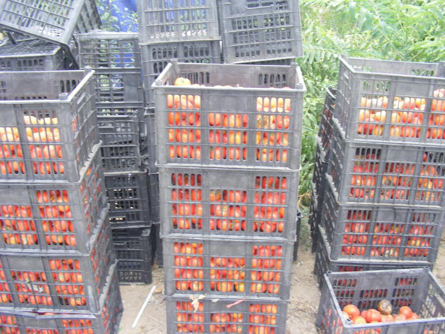Les caisses de la ferme permettent de ramener les légumes jusqu