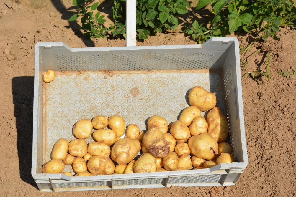 Le rendement et le calibre des tubercules (ici, la variété Alanis en système conventionnel) constitueront des éléments déterminants dans l’évaluation du projet.