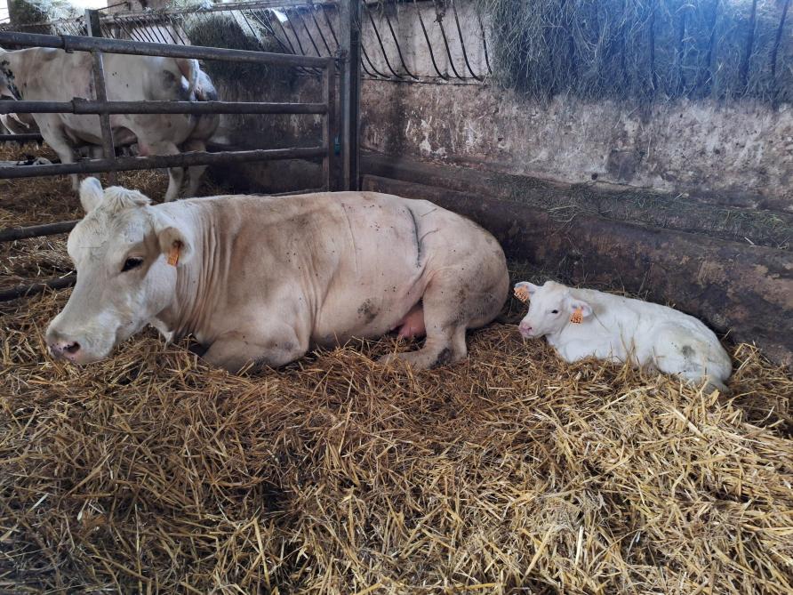 La ferme dénombre environ 2000 vêlages par an.