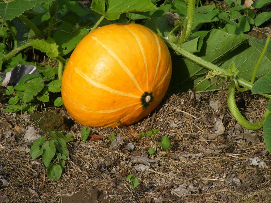 La taille du fruit dépend de la variété et des conditions de développement de la plante. Elle n