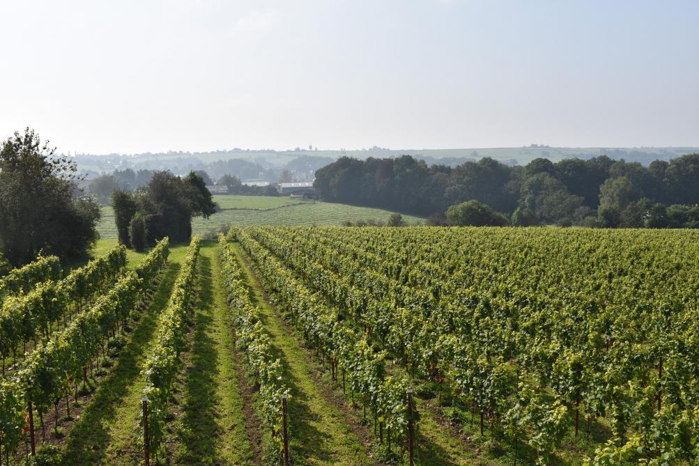 Le vignoble de VivArdent déploie ses 25.000 pieds de vignes sur la commune de Sprimont.
