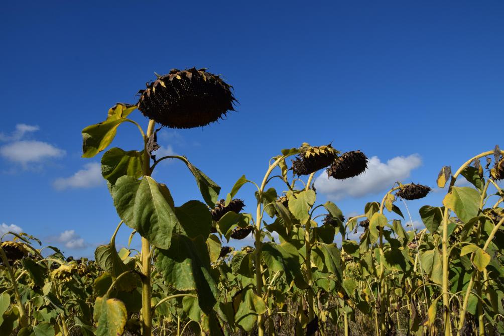 Les variétés de tournesol utilisées en Belgique sont de type linoléique et les plus précoces possibles.  On citera notamment Agora ou Rgt Axell M. Des variétés tardives apporteraient peut-être davantage  de rendement mais leurs conditions de récolte restent trop incertaines.