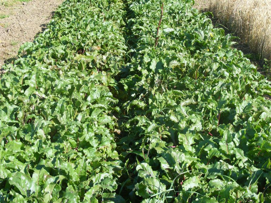 Les écartements de semis ou de plantation sont optimisés pour une utilisation rationnelle de la surface. Ainsi, même les espaces entre les planches se trouvent partiellement recouverts par le feuillage des cultures en place.