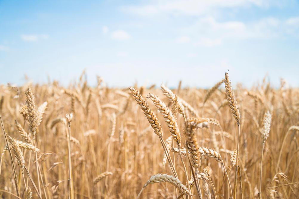 La production européenne de céréales est dominée par le blé. Par rapport à l’année dernière, le volume récolté  a diminué de 6,2 %, alors qu’il a augmenté de 9,4 % aux États-Unis, de 9,2 % au Canada,  de 15,7 % en Argentine et de 2,5 % en Chine.