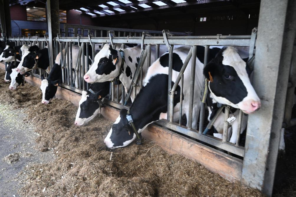 La ferme, de la Province du Hainaut, accueille une trentaine de Pie Noire en production. Des vaches avec le gène sans corne, pour ne pas devoir procéder à un écornage.