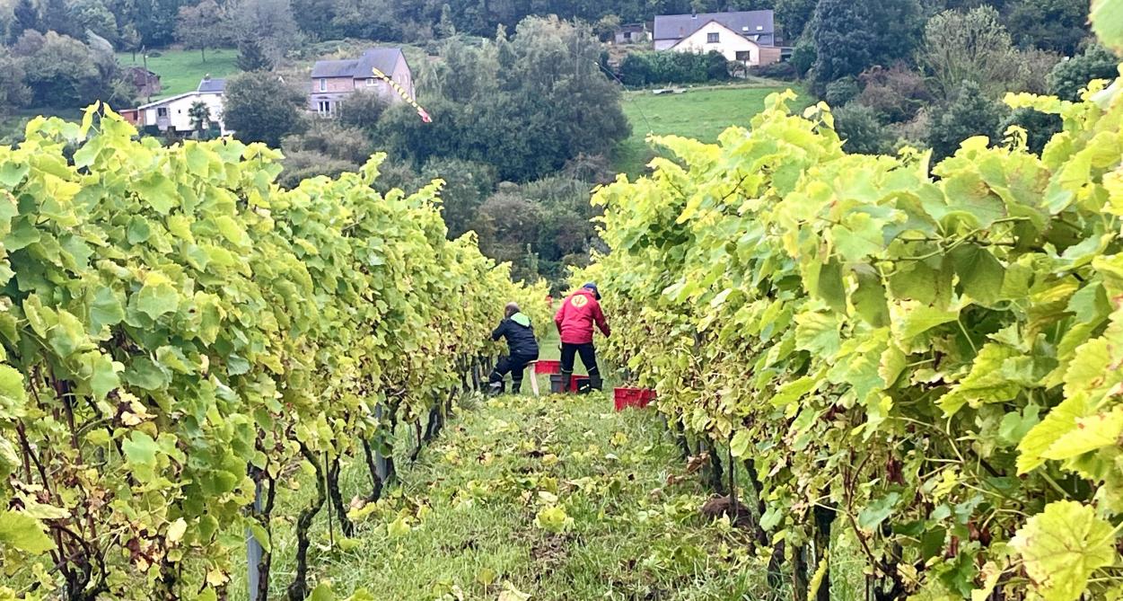 la coopérative Vin de Liège a choisi de miser sur les cépages qui résistent aux maladies cryptogamiques de la vigne.