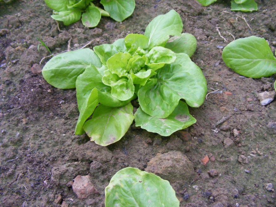 Quelques variétés peuvent être laissées en place à raison d'une plante tous les 20 cm, comme c'est le cas ici pour cette laitue « Gotte Jaune d'Or ».