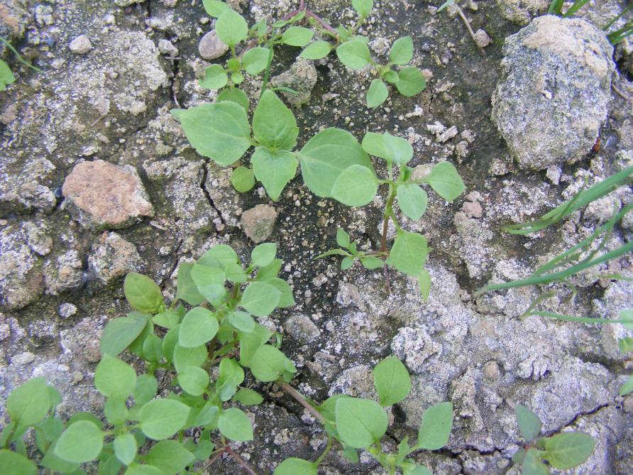 Certaines adventices peuvent être récoltées en même temps que le mesclun. Elles permettent de varier la présentation et le goût.