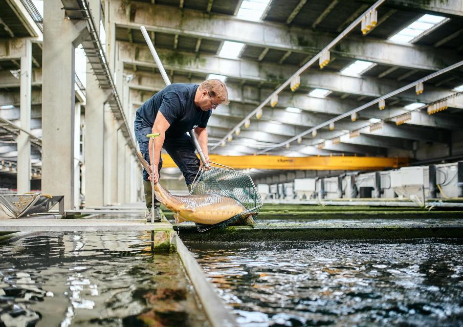La majorité des espèces élevées à Dottignies mettent entre 8 et 10 ans pour fournir du caviar. Un délai qui grimpe jusqu’à 15 ans minimum pour le beluga, un poisson qui peut atteindre un poids de 120kg à 130kg.