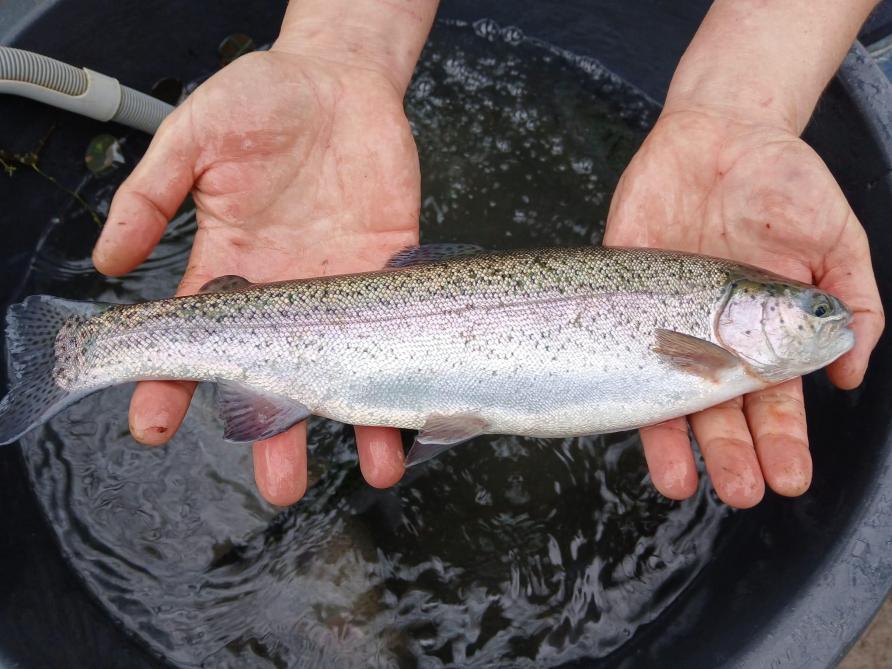 La truite arc-en-ciel est un poisson à croissance continue, peu soumis au stress et qui prend bien l’aliment.