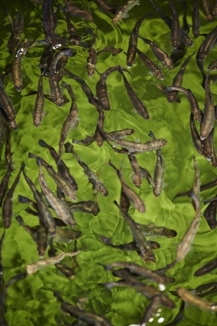 Les poissons sont achetés à l'extérieur, puis sont intégrés dans le système. Chaque bac correspond à une génération d'animaux.
