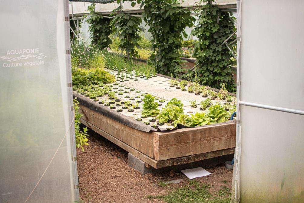 Après avoir réalisé les semis en terre, les plantes sont mises dans l'espace d'hydroponie.