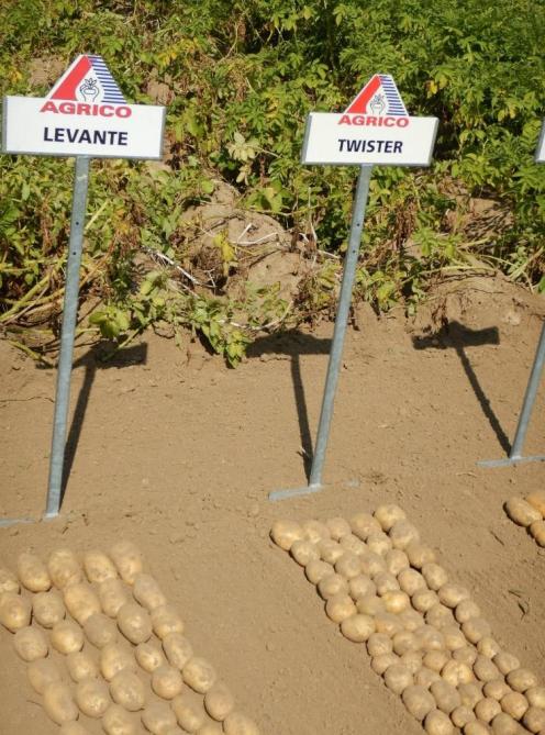 Twister et Levante sont 2 chair tendre robustes d’Agrico. La première voit ses surfaces de multiplication progresser de 30 % (+ 50 ha, dans 5 pays différents) pour arriver à 221 ha, alors que les surfaces multipliées dans 3 pays de Levante sont stables à 166 ha.