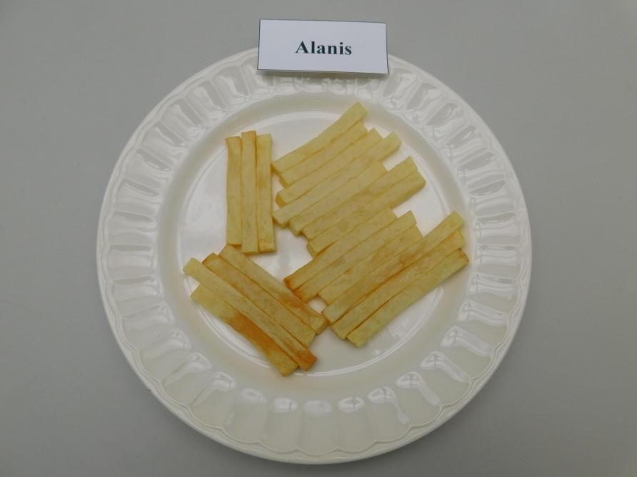 Alanis (Interseed) est une des dernières variétés frites robustes prometteuses. Les autres sont soit abandonnées, soit exclues du circuit bio.