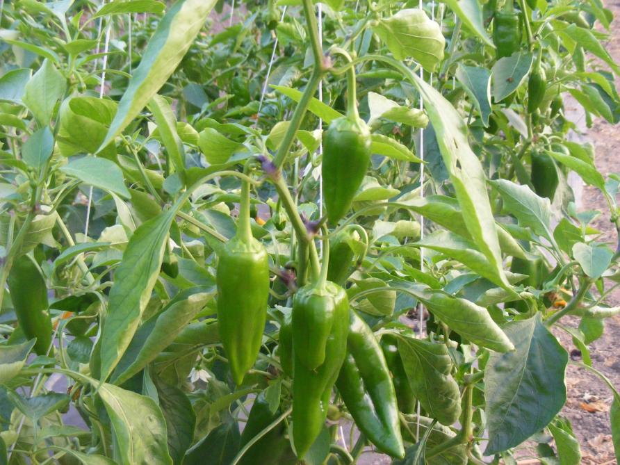 Les piments en forme de corne ne sont pas nécessairement d'un goût brûlant. Les fruits verts vont progressivement prendre la couleur typique de la variété lorsqu'ils arrivent à maturité.