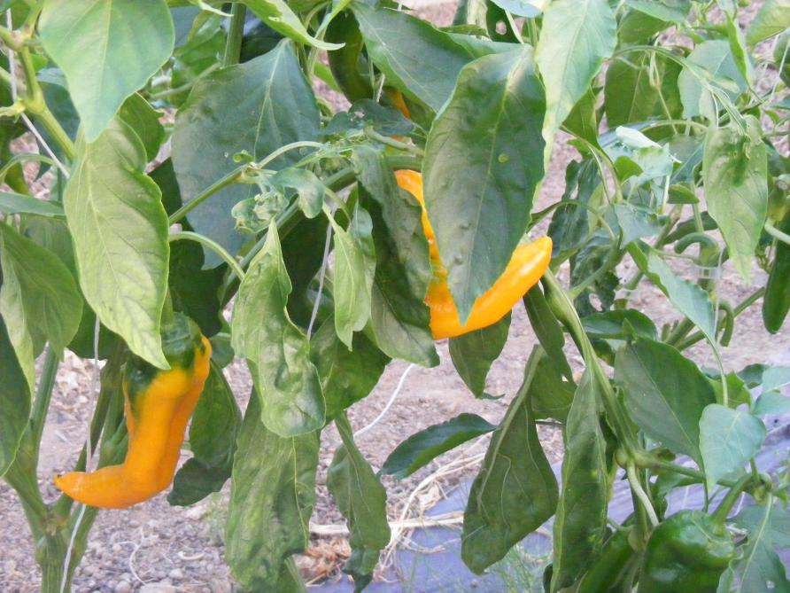 Il ne faut pas se fier uniquement à la couleur pour estimer la saveur piquante des piments.