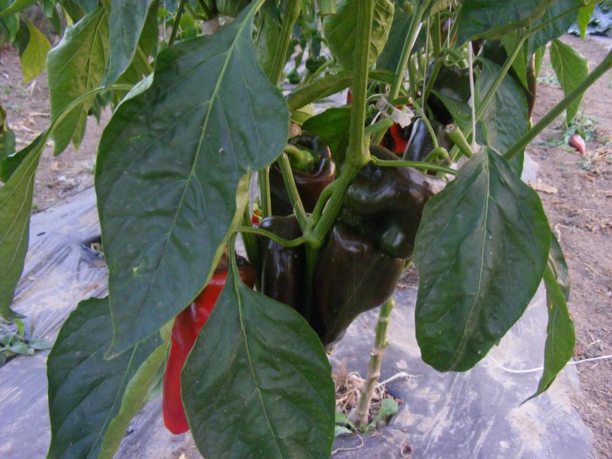 Les poivrons ou piments doux font maintenant bien partie de nos habitudes  alimentaires.  Ils sont appréciés à la fois pour leur goût et pour  les couleurs  apportées aux plats.