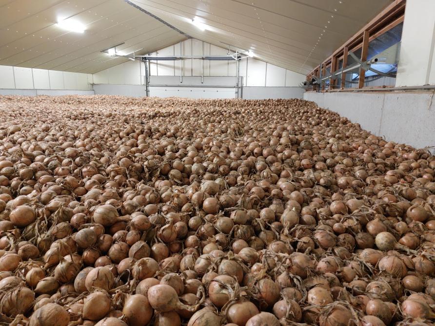 Le dernier hangar de stockage est  spécialement conçu pour les oignons.