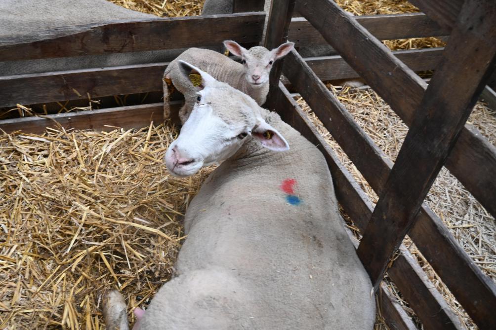 À Gesves, par exemple, 30 brebis ont mis bas avec une moyenne de 1,2 agneau vivant par brebis,  « alors que d’habitude, nous sommes à 1,8 »,