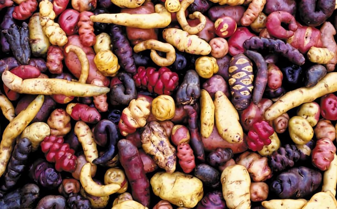 Aujourd’hui,  4.000 variétés de  pommes de terre  indigènes sont  encore cultivées  dans les Andes et  témoignent de la  diversité génétique de cette espèce.