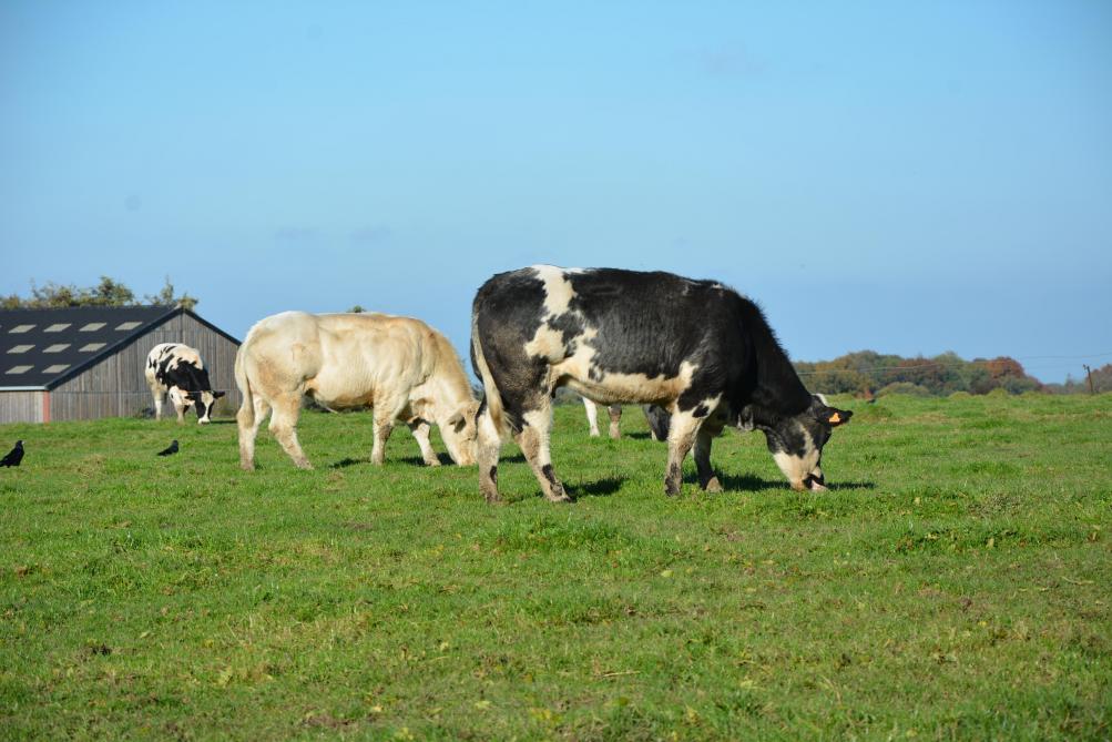 Si la production  de viande bovine recule légèrement, les exportations, elles, devraient bondir de 10 % d’ici la fin de l’année.