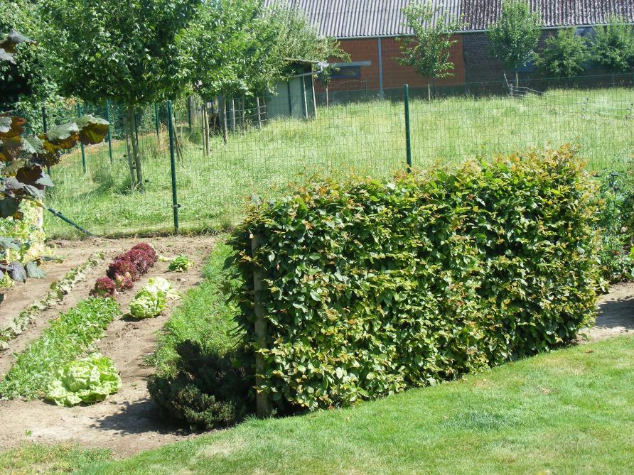 Une haie peut être bien utile : biodiversité, protection  du vent, invitation aux visiteurs à découvrir  ce qu