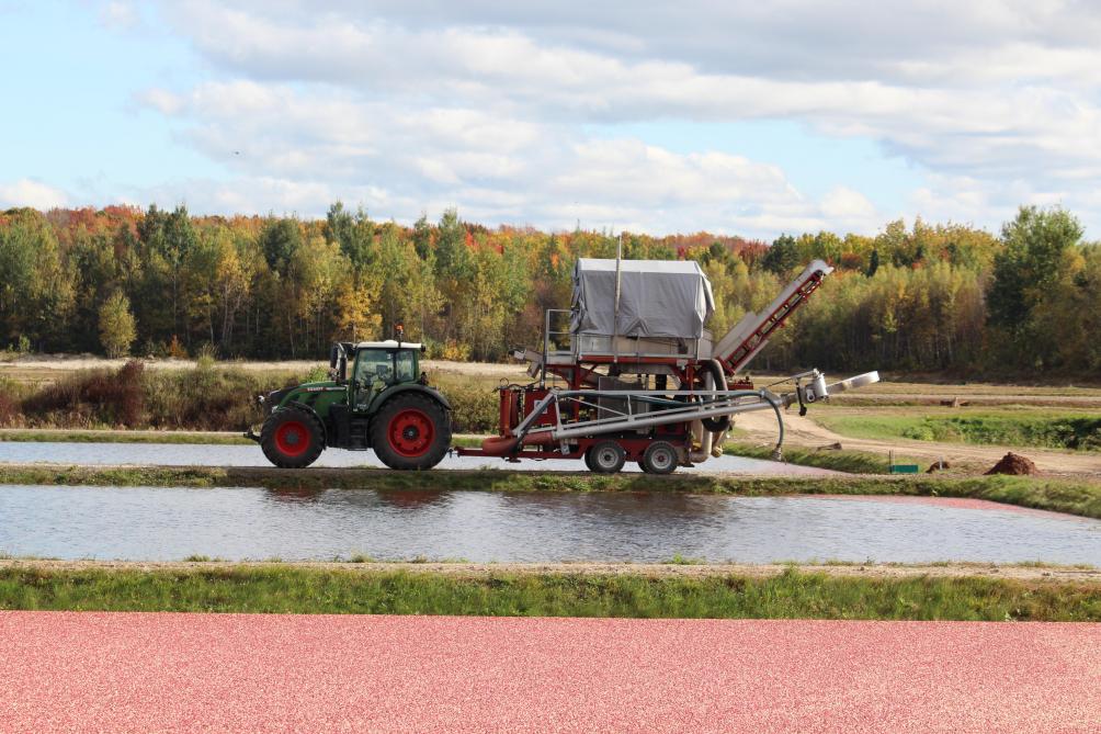 Après la récolte, les fruits sont rassemblés dans un coin du champ, aspirés, grâce à cet outil attelé  au tracteur, et transférés dans une benne pour être conduits  à l’usine.