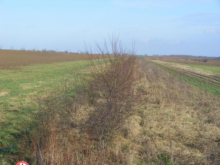 Des mesures générales comme les haies permettent de protéger les cultures du vent et donc de réduire les besoins en irrigation.