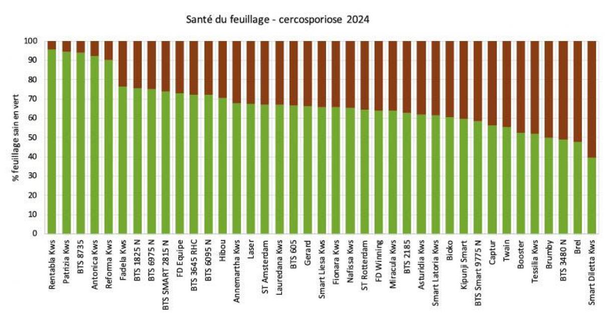 Figure 7: classement des variétés selon le degré de tolérance à la cercosporiose en 2024.
