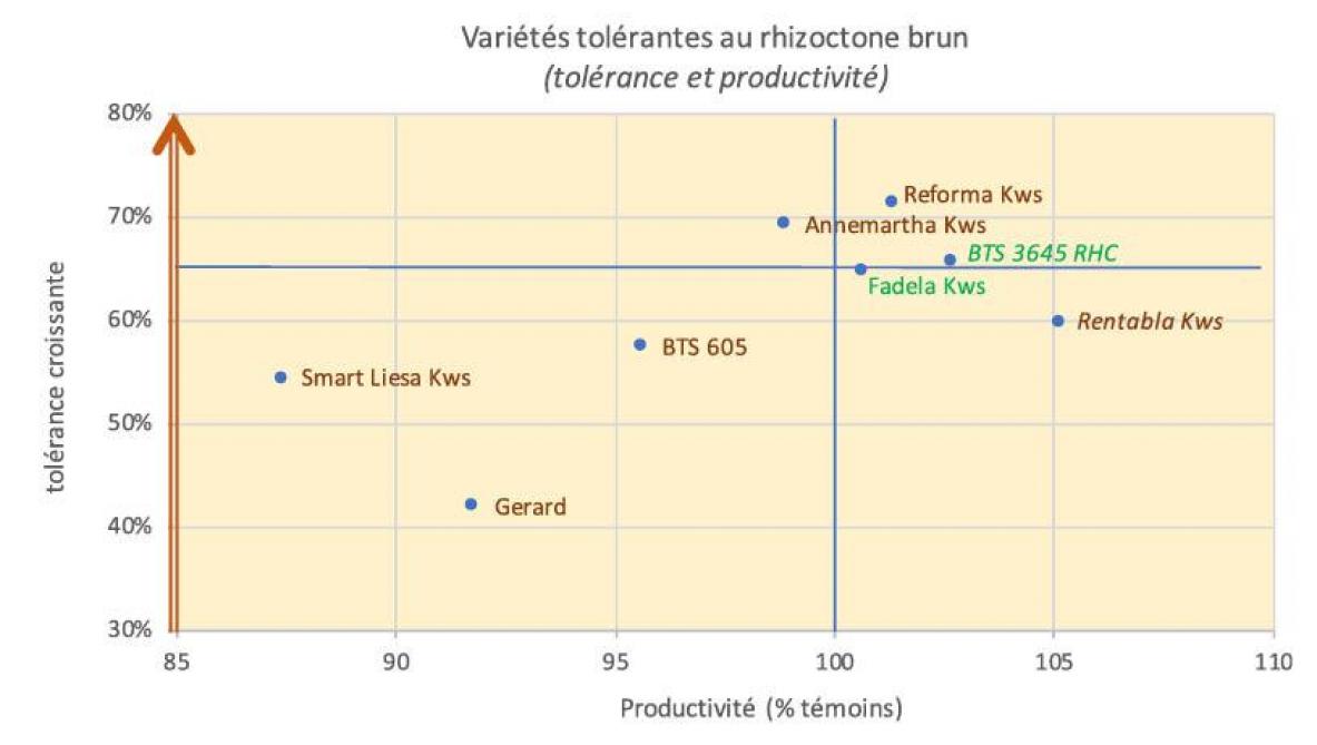 Figure4: tolérance des variétés au rhizoctone brun. «Outre le rendement,le choix doit se porter sur la tolérance à la pourriture en fonction de la parcelle»,recommande l’Irbab. Les nouvelles variétés sur 2 ans sont renseignées en italique.