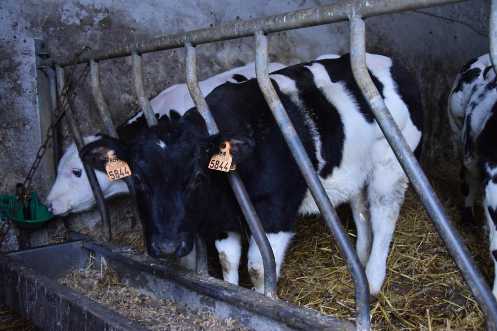 Les veaux sont nourris de lait en poudre de la naissance à l’âge de 12 semaines.