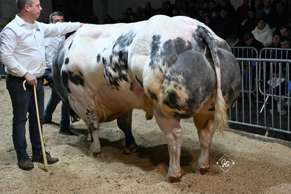 Fabuleux s’est montré très plaisant lors de son tour de ring. Il dégage un beau look de taureau de troupeau.