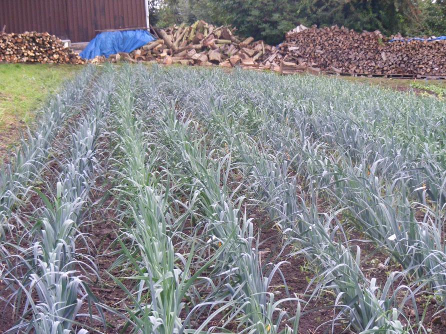 Une gamme de variété permet de grouper la plantation en étalant la période de récolte.