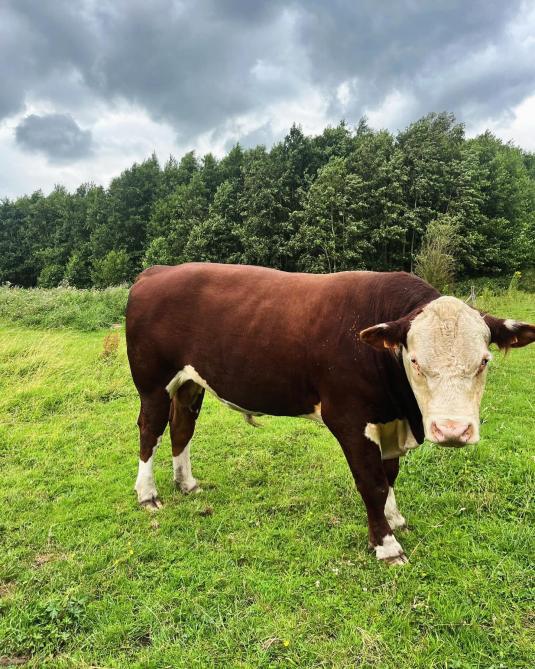 Les Hereford produisent une viande  de qualité supérieure.