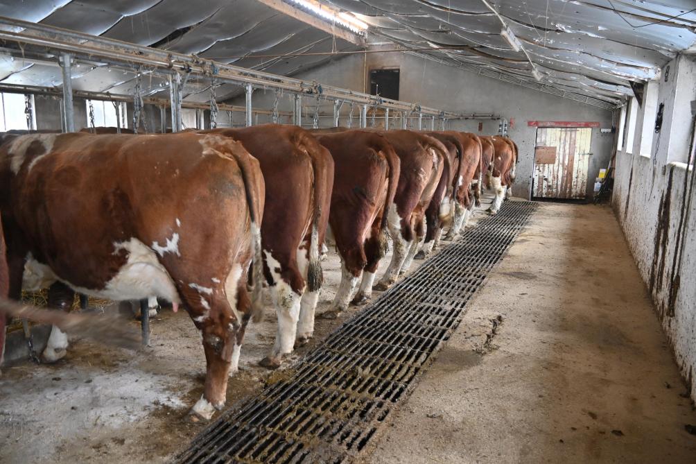Les vaches sont à l’étable, mais sept mois par an, la traite se déroule directement en prairie.