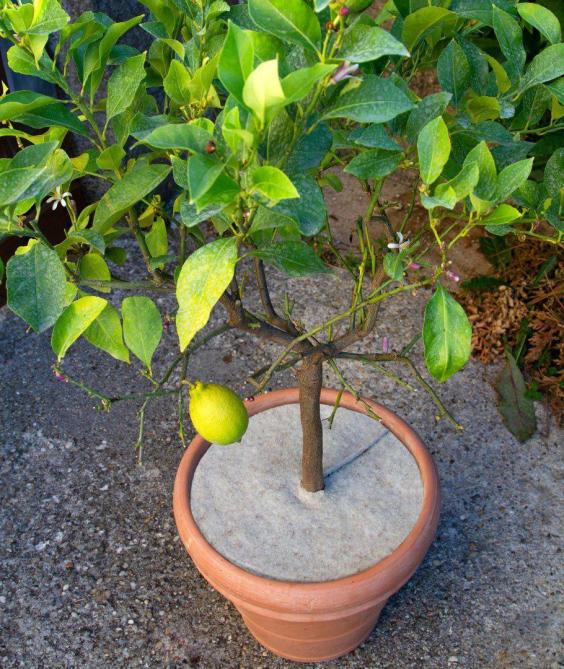 En version circulaire, le Terralan convient parfaitement pour les plantes en pot.