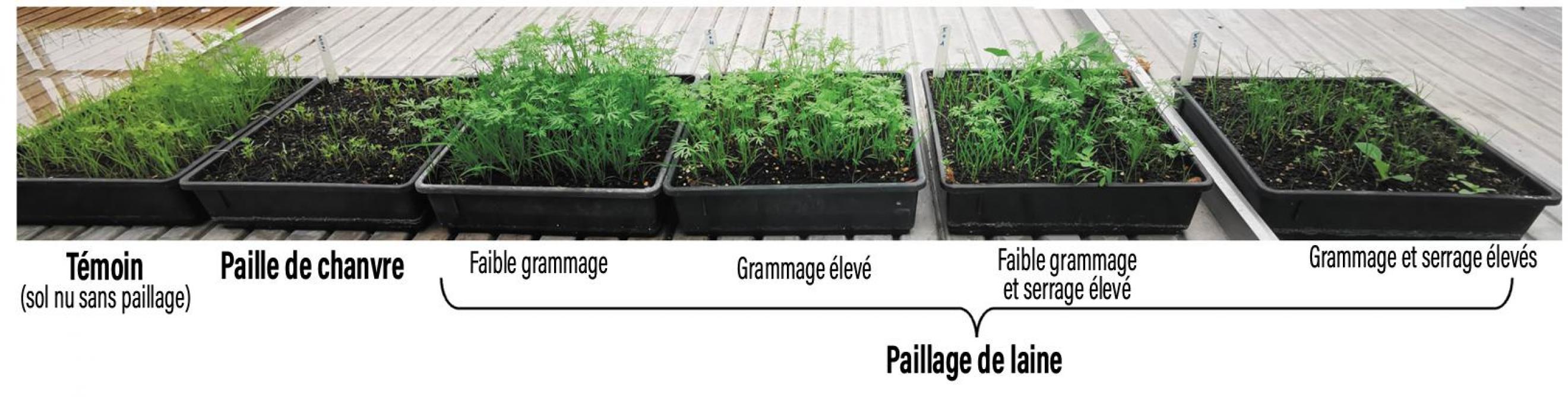 Figure 2: impact de différents paillages sur un semis de carotte (Carah).