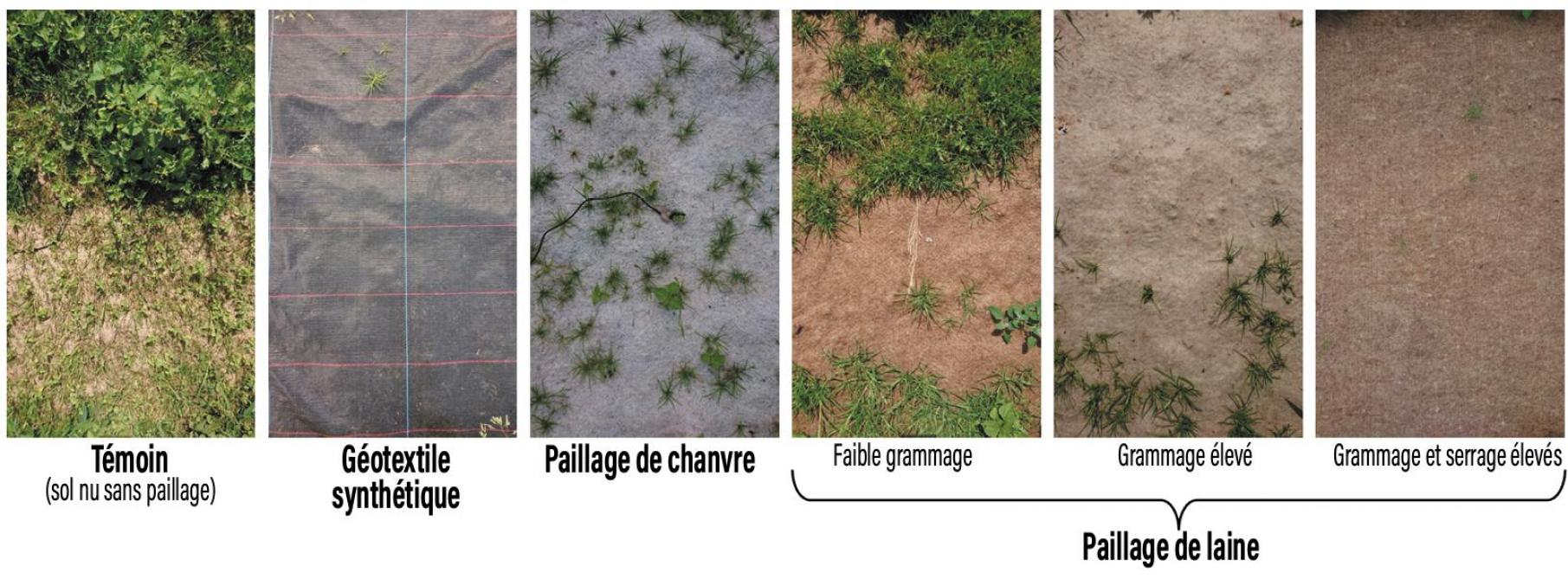 Figure 1: essai comparatif de différents paillages pour le contrôle des adventices (Carah).