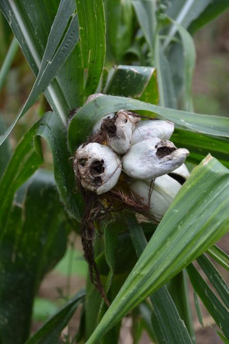 Présent sur l’épi, le charbon et touche  le rendement en matière sèche, la valeur alimentaire et l’appétence du maïs fourrage.