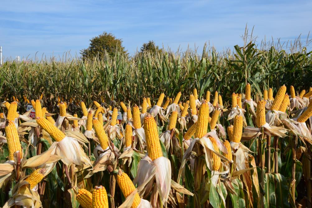 Grain à sécher, grain humide ou épi broyé...  Certaines variétés ne se prêtent pas  à toutes les finalités.
