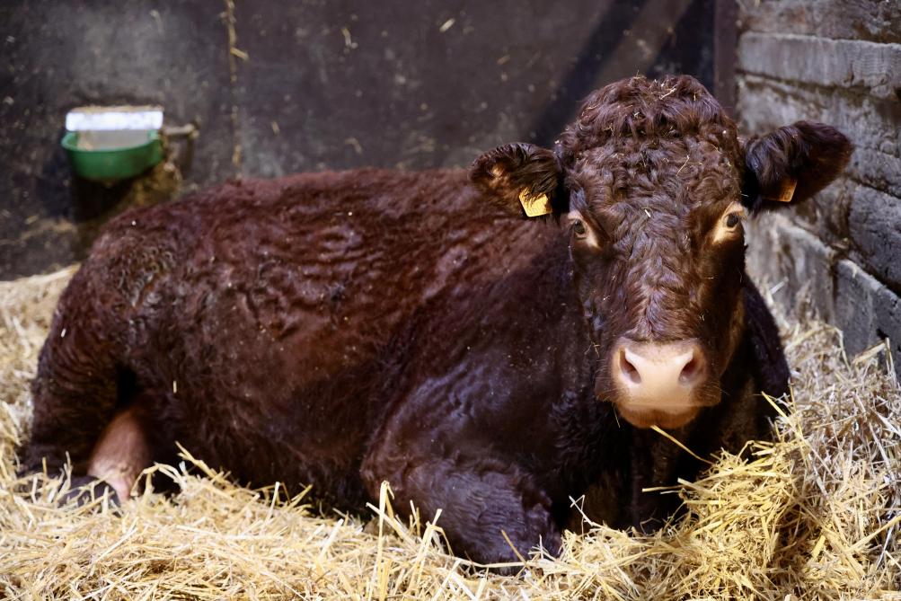 Oisilly est la vache égérie de cette année.