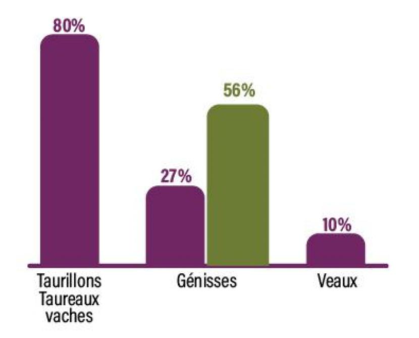 Répartition des bovins engraissés, avec 56% de génisses en bio (sources : le Collège des producteurs et Elevéo).