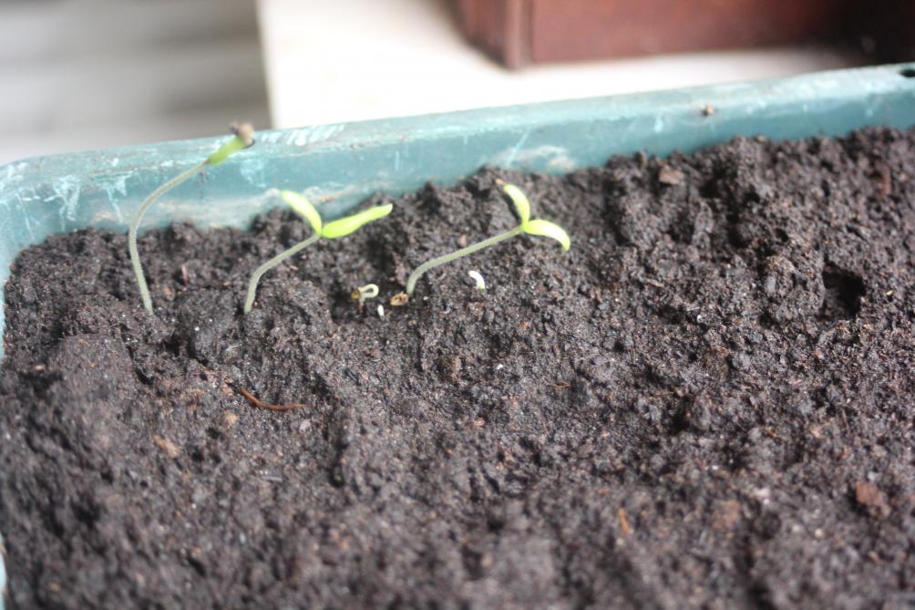 Quand l’élevage se déroule à une température adéquate mais avec un éclairage insuffisant, les plantes « filent ». Elles s’allongent exagérément en direction de la source lumineuse. Un apport  complémentaire ou l’installation d’un panneau blanc face à la fenêtre permettent de corriger ce  défaut.
