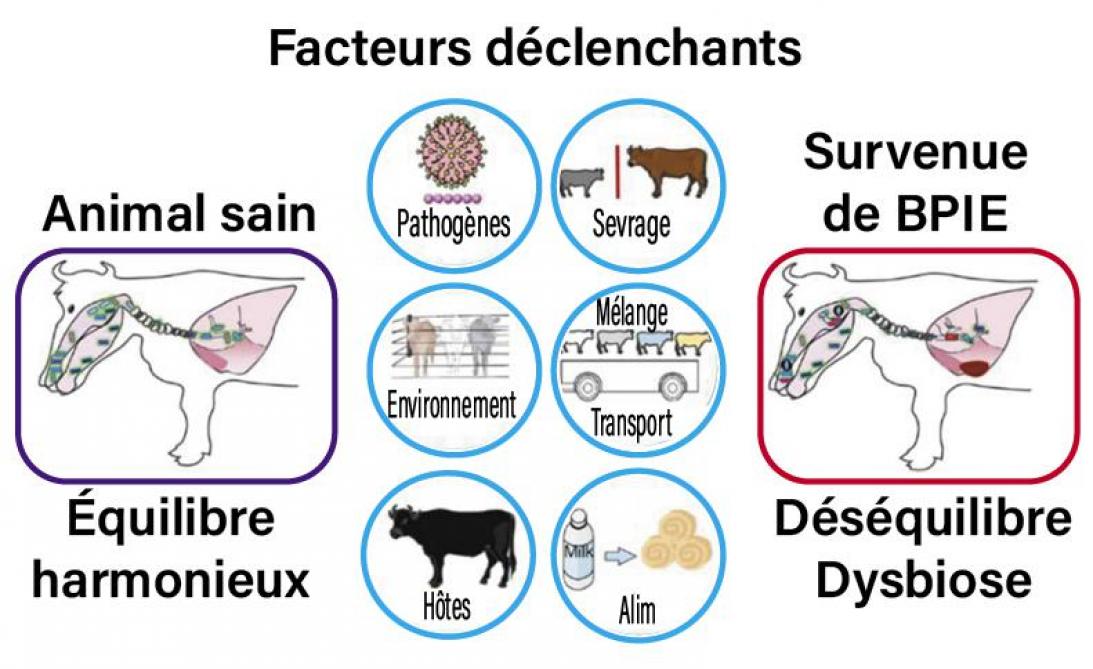 09-facteurs déclenchants (3)