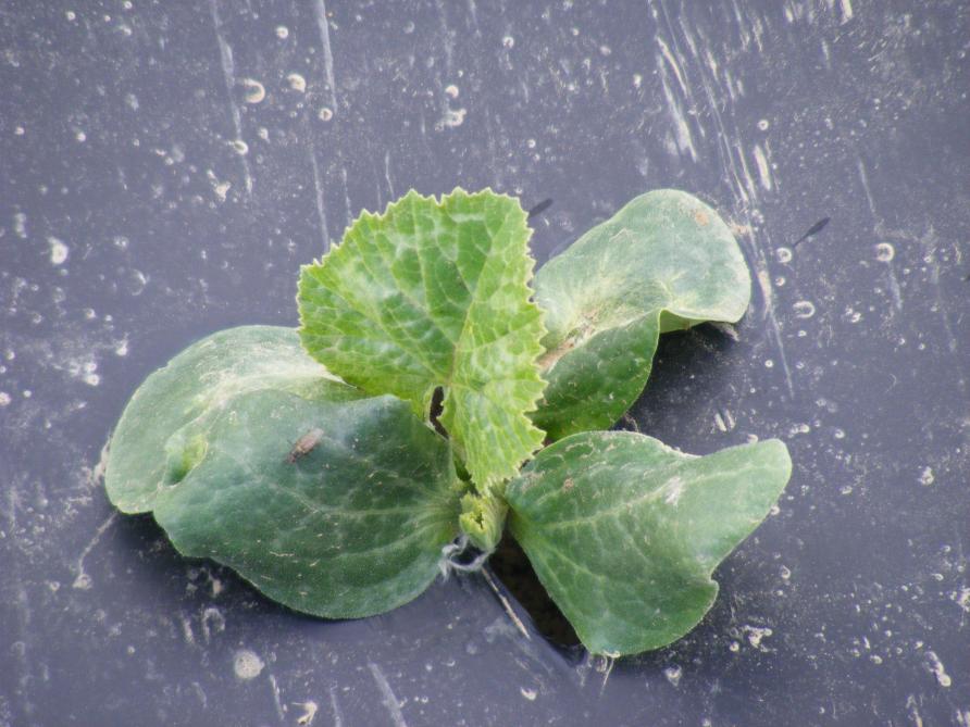Très rapidement, le plant s