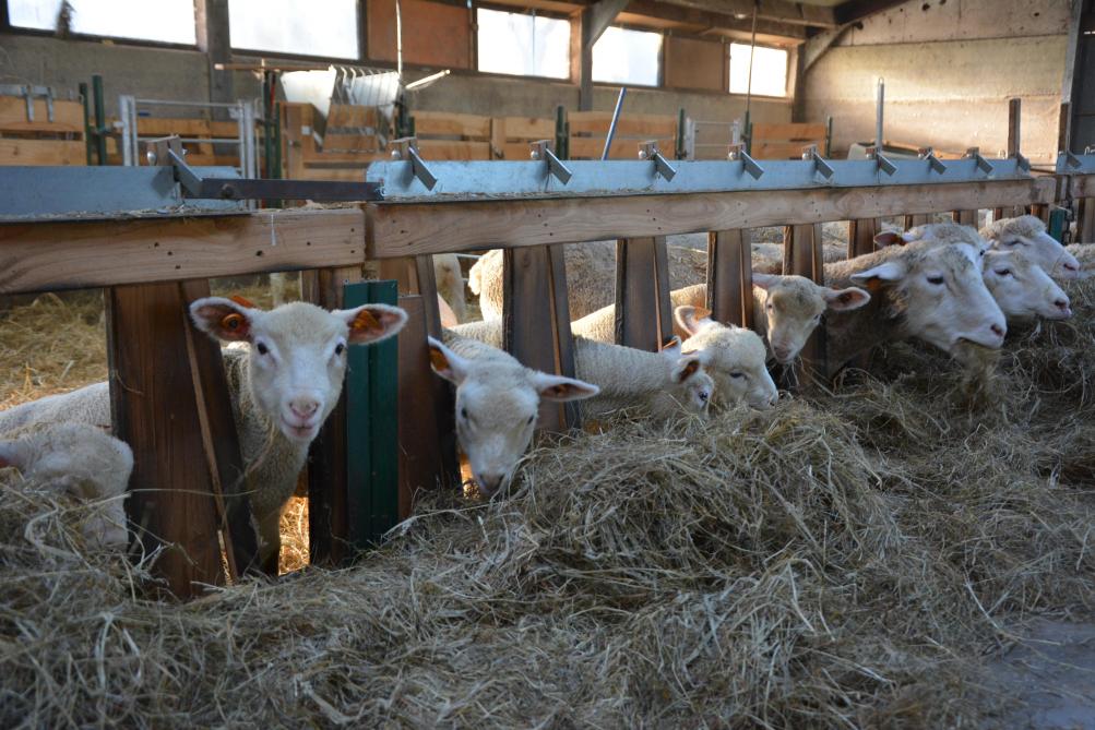 Le foin est produit sur l’exploitation,  de même que les céréales destinées  à l’alimentation des moutons.