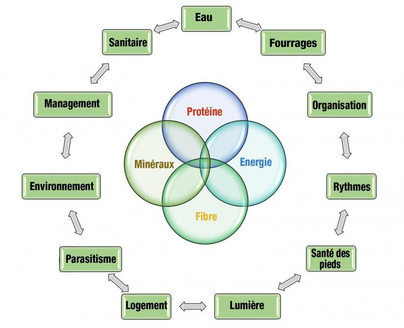 08-efficacité alimentaire