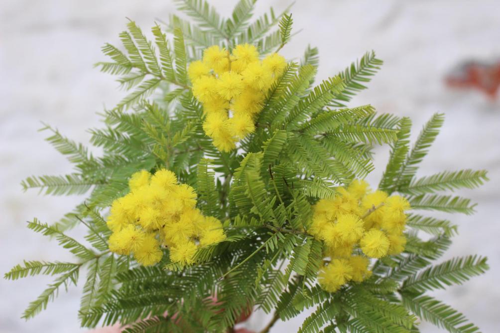 La fleur jaune du mimosa est l’emblème du carnaval de Binche