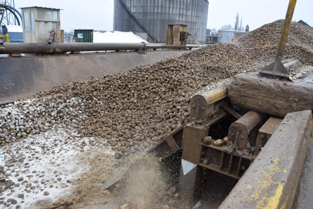 Environ 80 % du transport de betteraves est effectué par les usines. Les 20 % restants sont réalisés par les planteurs euxmêmes ou par des groupes de planteurs.