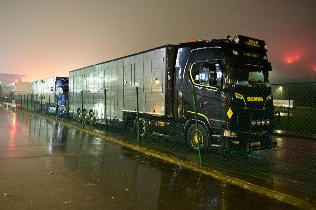 Les camions sont arrivés à l’aéroport de Liège. Ils viennent du Danemark et transportent les Holstein destinées au Qatar.